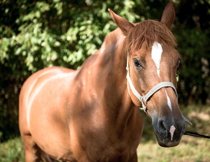 Услуги и развлечения - Санаторий «Сосновый Бор» РЖД-Здоровье