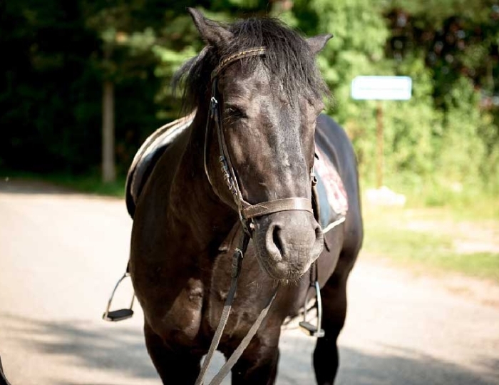 Услуги и развлечения - Санаторий «Сосновый Бор» РЖД-Здоровье